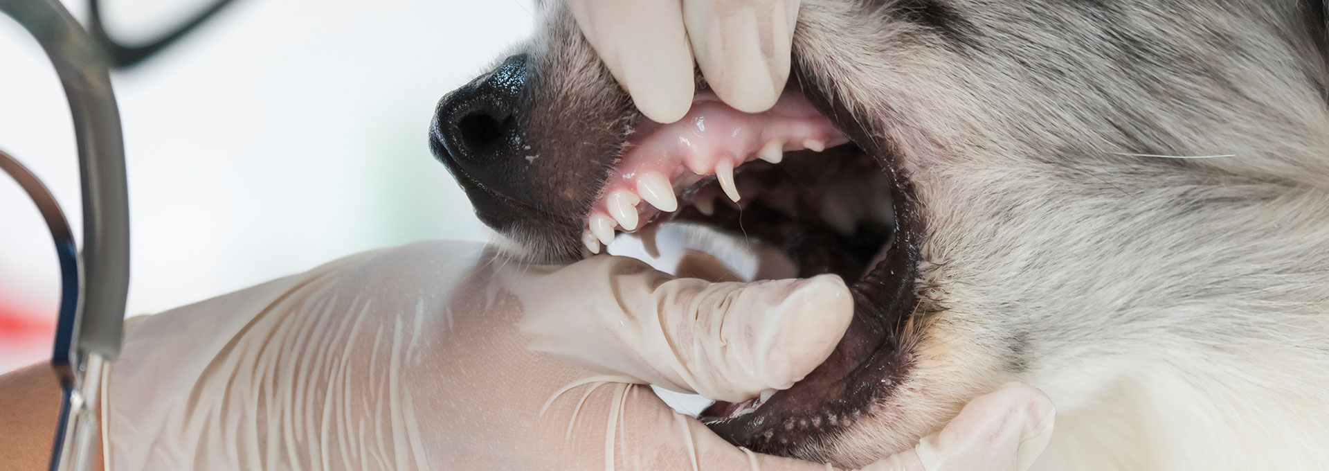 veteriner diş hekimliği