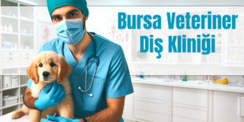 Bursa Veteriner Diş Kliniği