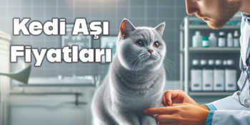 Kedi Aşı Fiyatları 2024